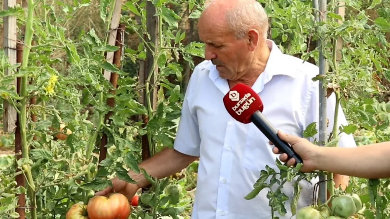 Orhangazi'de Ata Tohumlarıyla Doğal Domates Üretimi Başladı