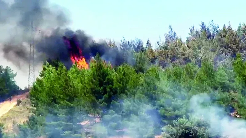 Seydikemer'deki Tarla Yangını Ormana Sıçradı, Ekipler Müdahale Etti
