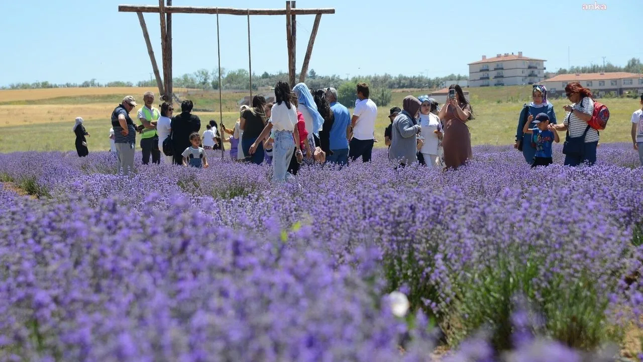 Seferihisar Lavanta Şenliği Yeni Tarih İçin Ertelendi