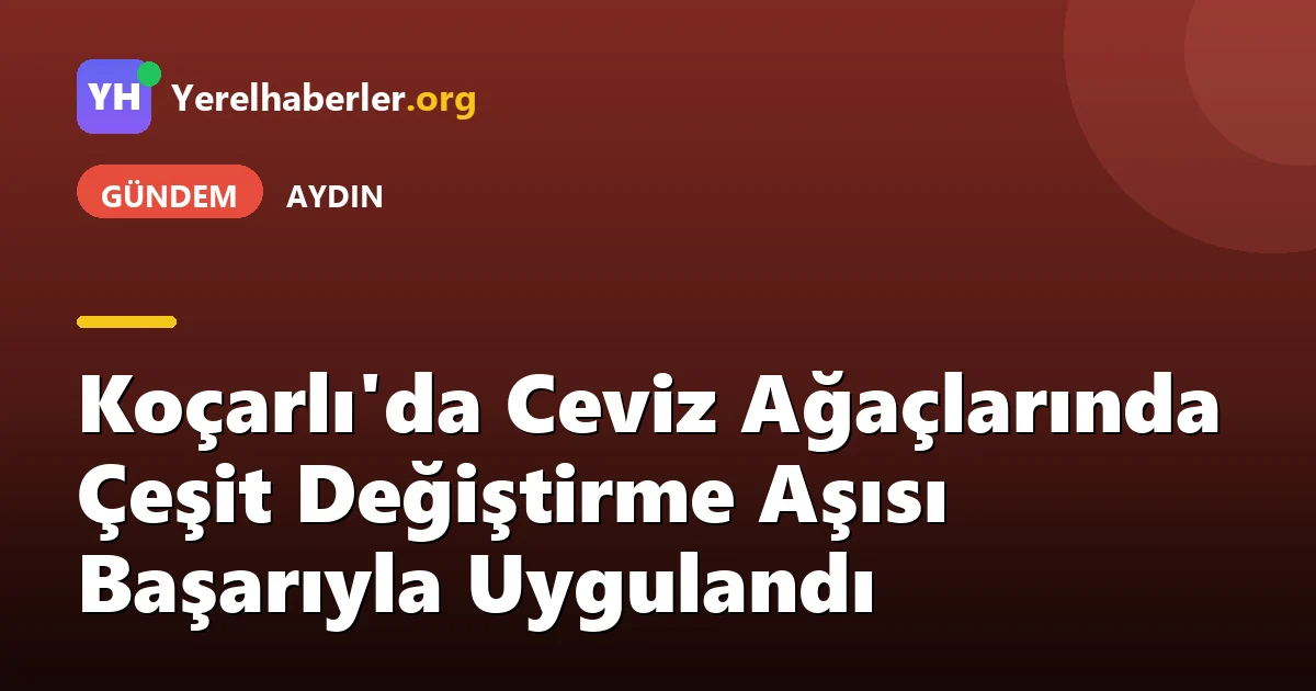 Koçarlı'da Ceviz Ağaçlarında Çeşit Değiştirme Aşısı Başarıyla Uygulandı