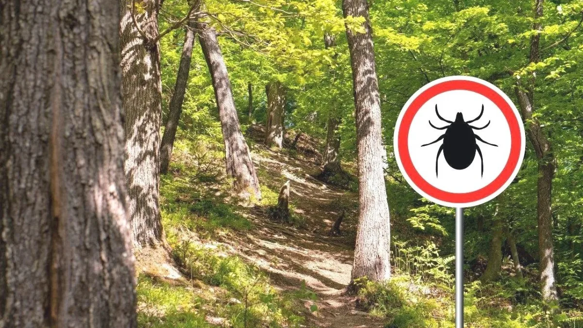 Kene Tehlikesine Karşı Doğru Müdahale Yöntemleri